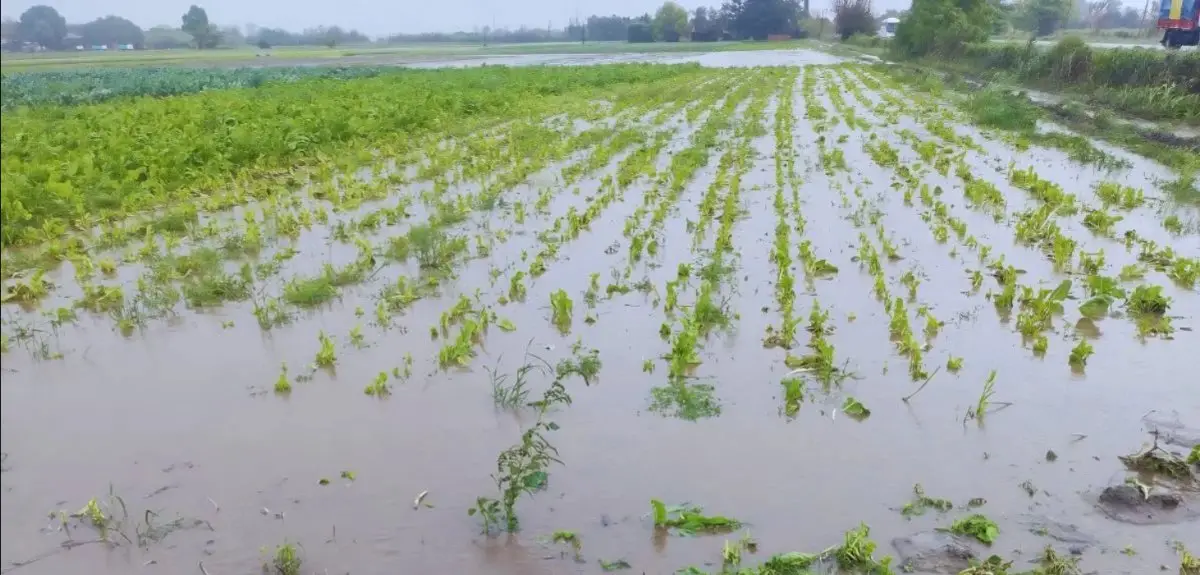 Oportunidad para Mendoza: la emergencia hídrica en Santa Fe golpea la producción hortícola y puede abrir mercados para los productores mendocinos