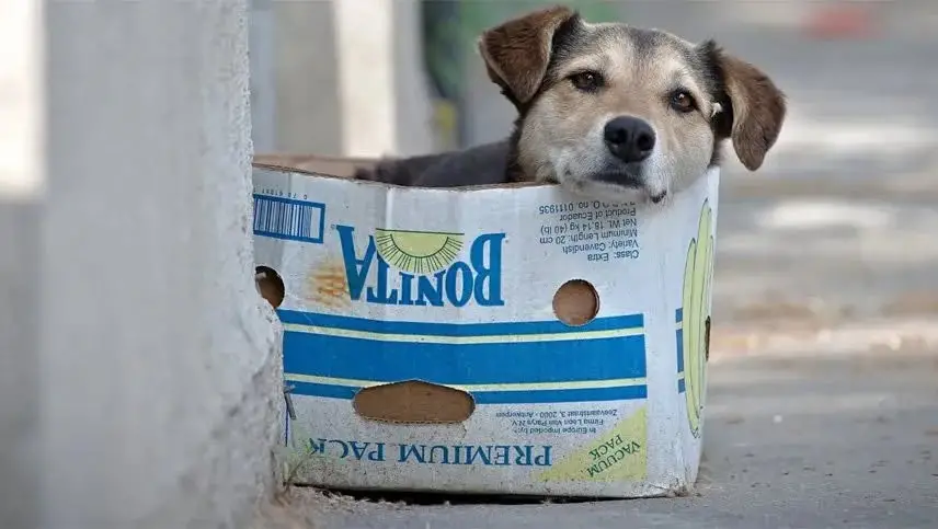 Día mundial del Perro ¿Por qué se celebra?