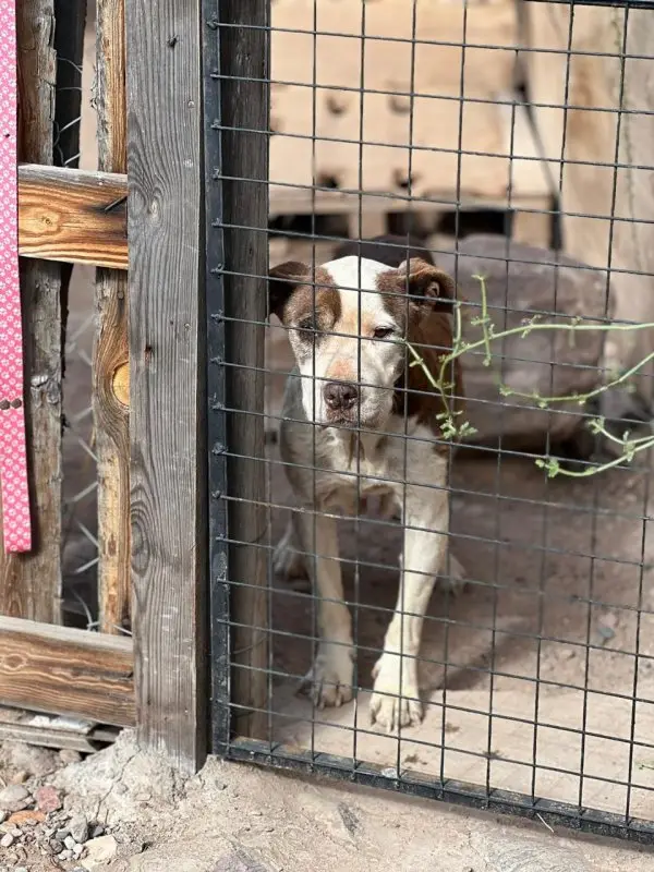 Mendoza lo hizo posible: Ángeles de 4 Patas saldó su deuda de $10 millones