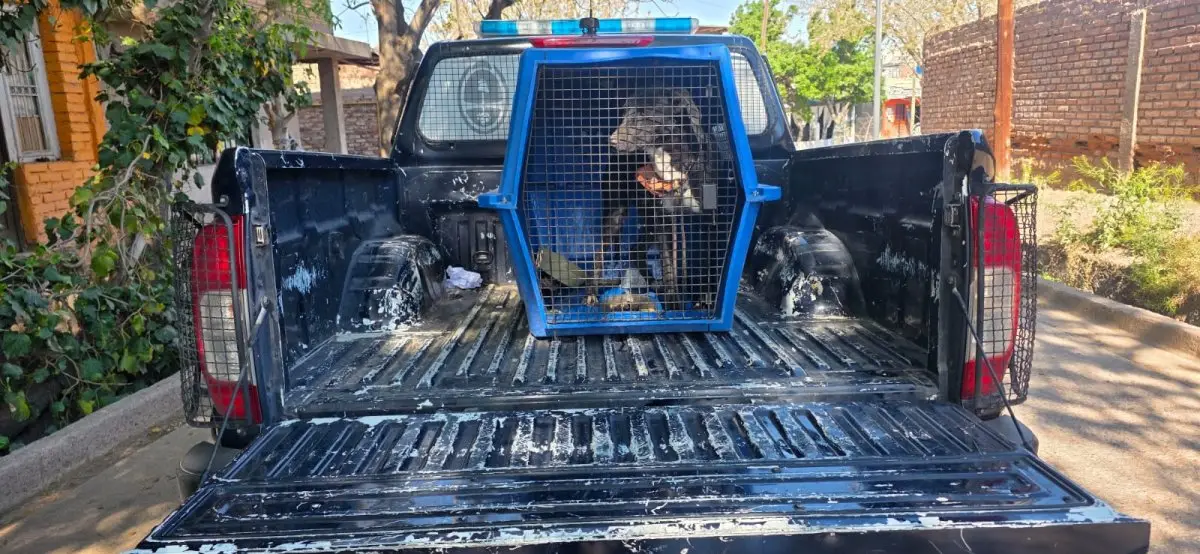 Rescataron a Moreno, el perro que defendió a su dueño en Ciudad: revelan maltratos y piden ayuda