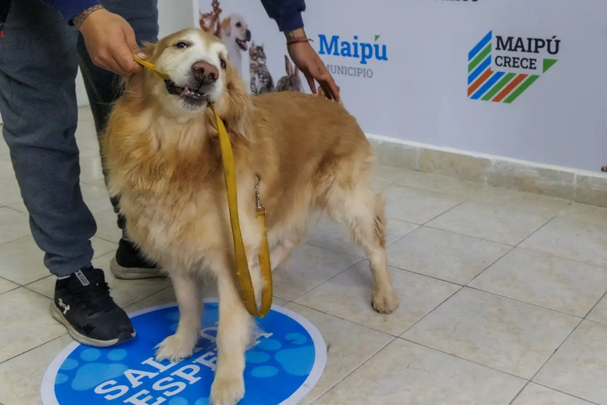 Maipú realizó más de 6.200 prestaciones veterinarias en los primeros meses de 2026
