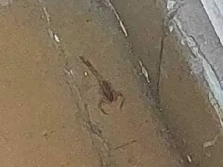 Las 7 plagas de Guaymallén: Ahora denuncian la presencia de alacranes en una Escuela