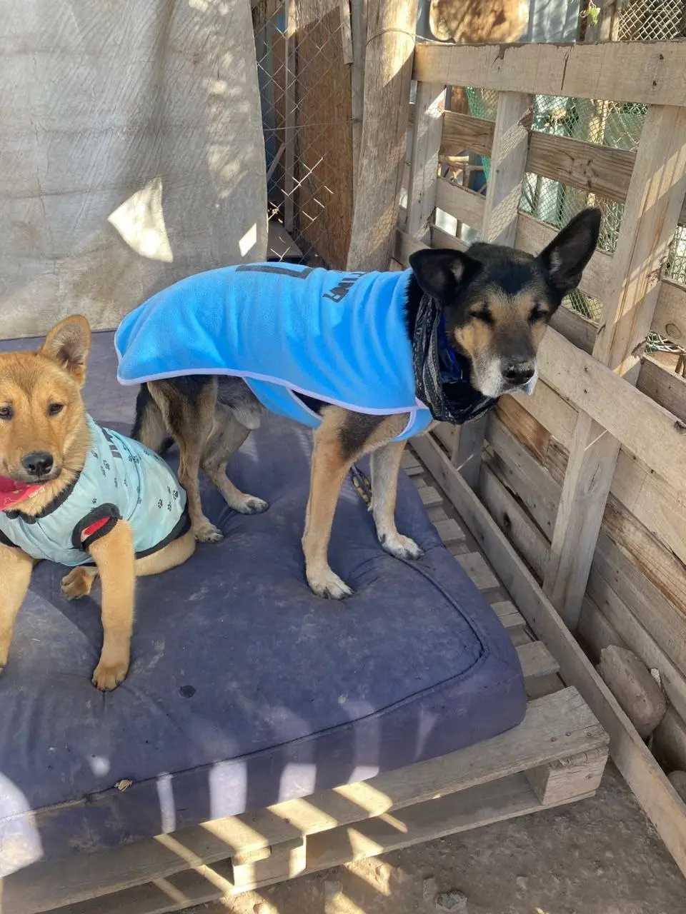 Ángeles de 4 Patas anunció que cerrará sus puertas por una deuda millonaria