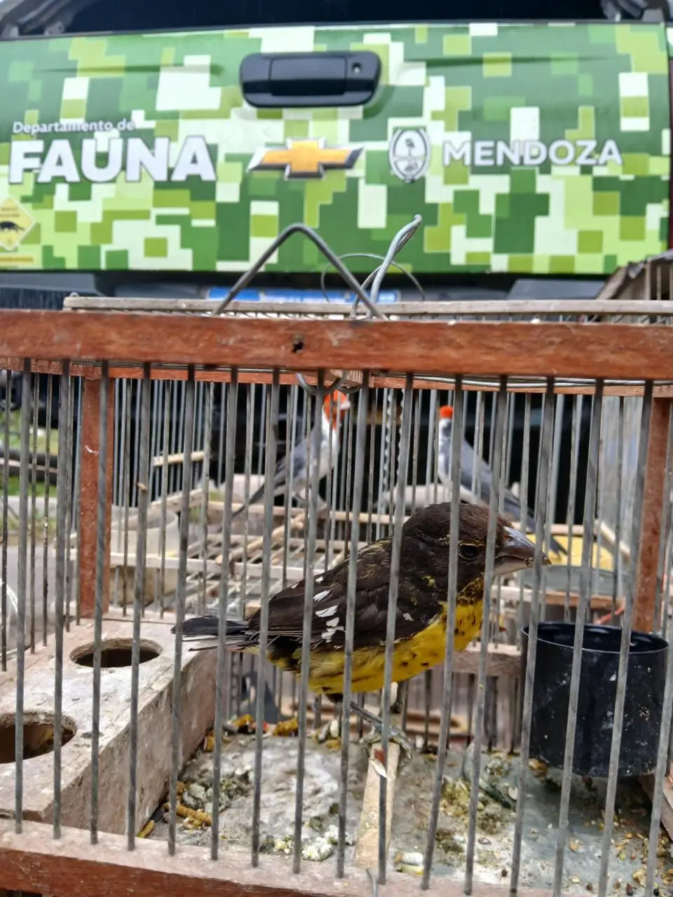 Biodiversidad y Ecoparque recibió aves silvestres rescatadas en un operativo contra el tráfico ilegal de fauna en Maipú