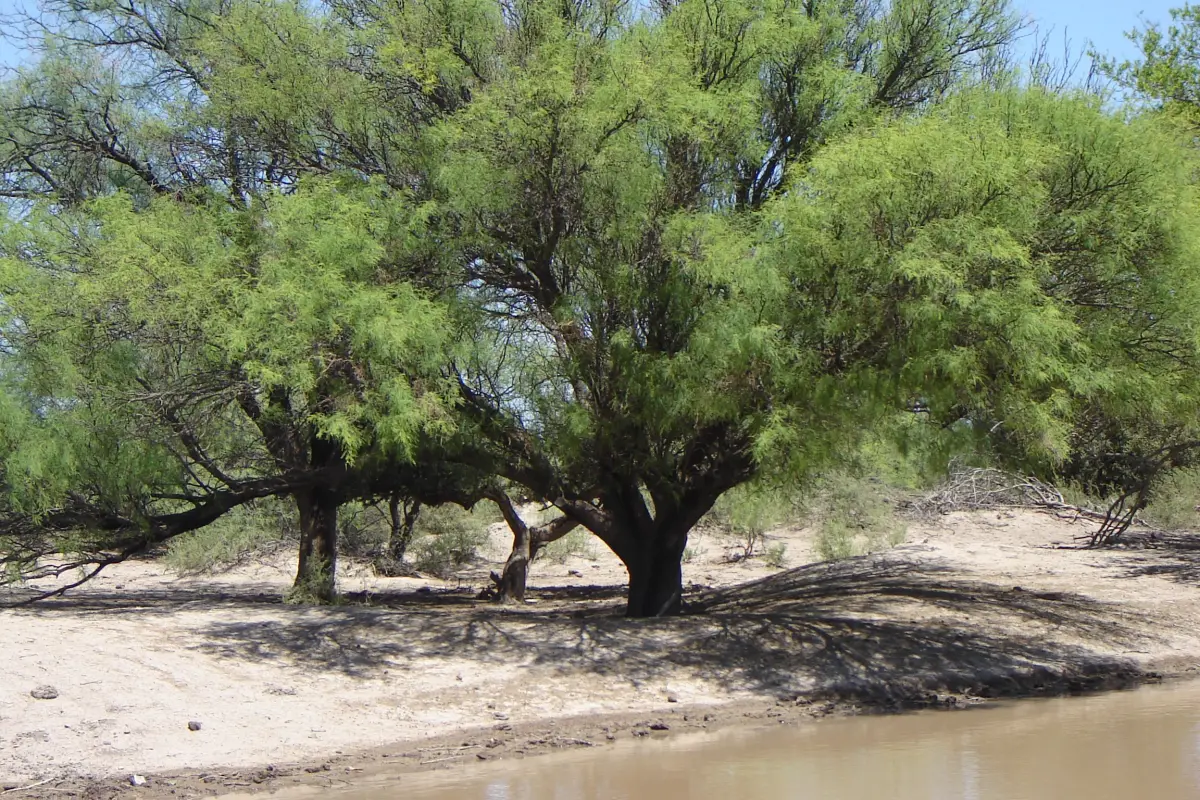 La Dirección de Áreas Protegidas modernizó el sistema de cálculo de multas por desmontes de flora y bosques nativos