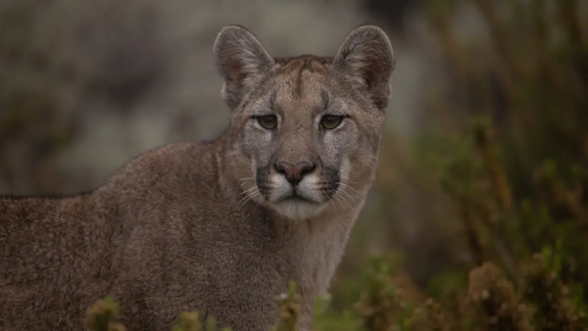 Con el frío aumenta la presencia de fauna silvestre en los valles: cómo actuar ante un encuentro con un puma