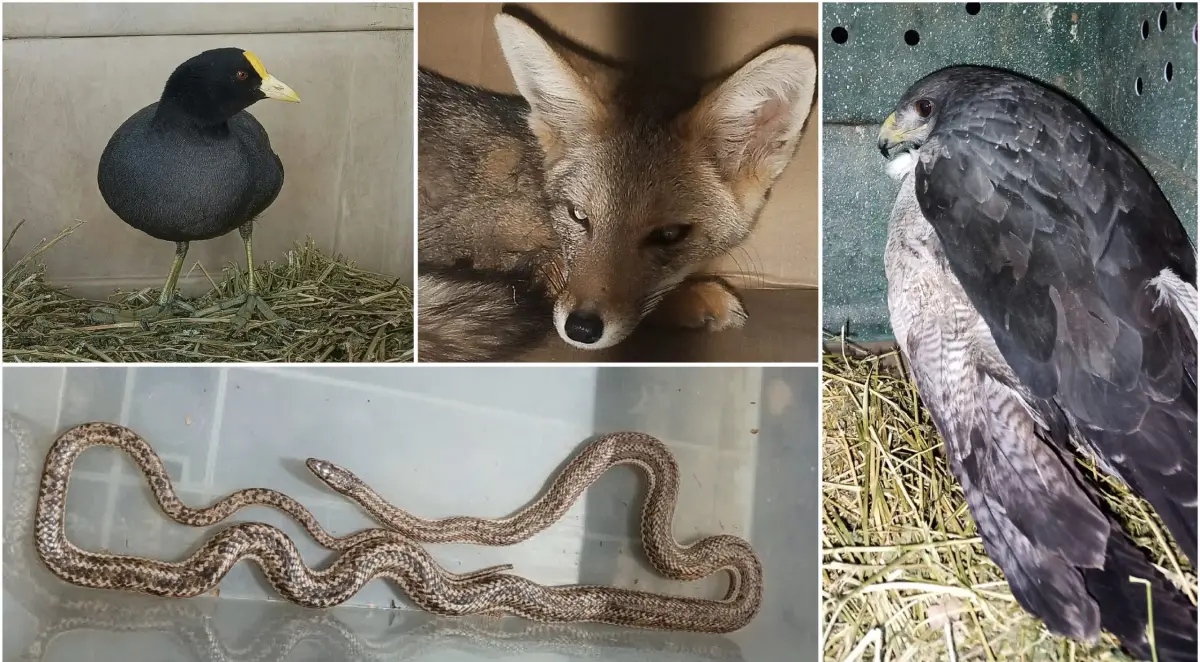 Lograron reinsertar a su hábitat a seis animales silvestres rescatados