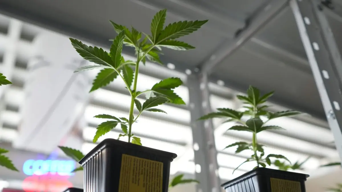 Mendoza reglamenta el acceso al cannabis medicinal y creó el primer programa veterinario del país