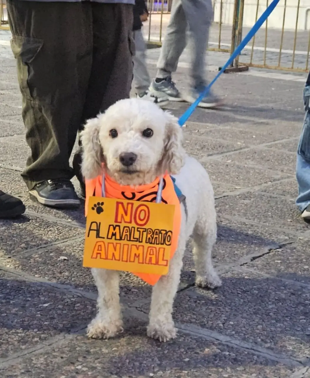 Mendoza se sumó a la marcha nacional contra el maltrato animal: exigen penas más duras y prisión efectiva