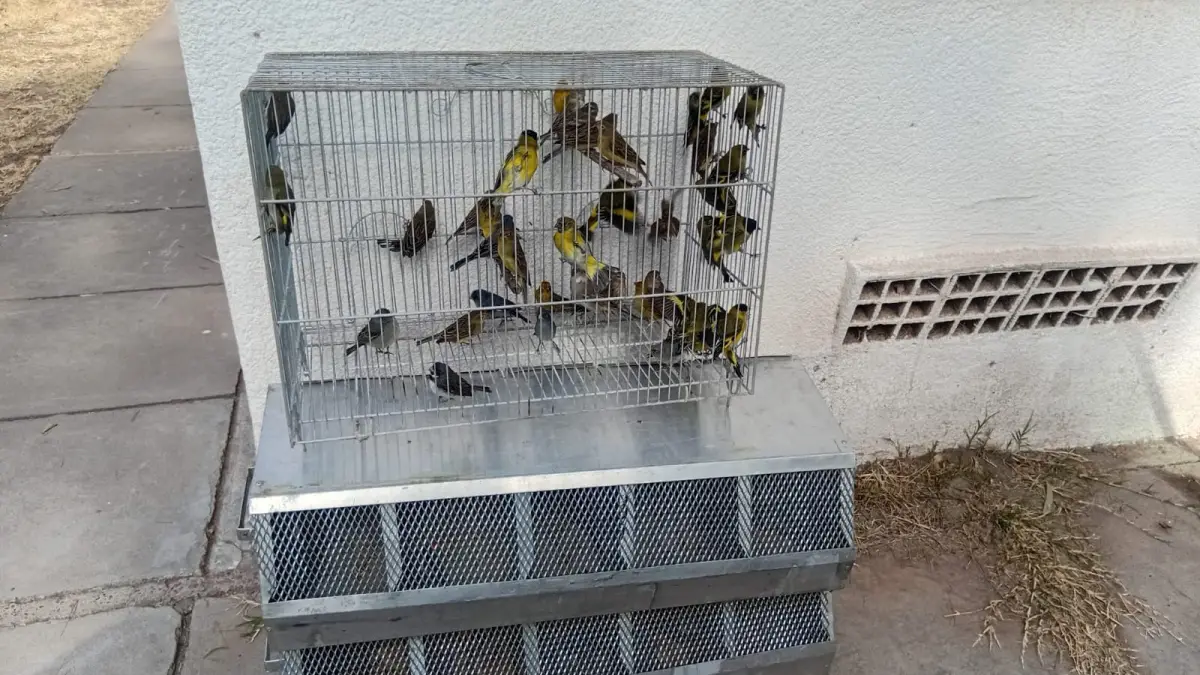 Rescate y protección de fauna silvestre: intenso trabajo de la Delegación Zona Este