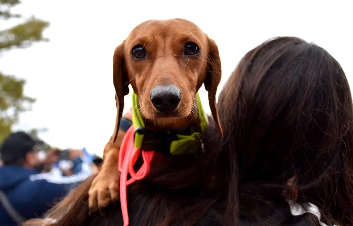 Rock, food trucks y compromiso animal: llega la primera edición de Zoopalooza