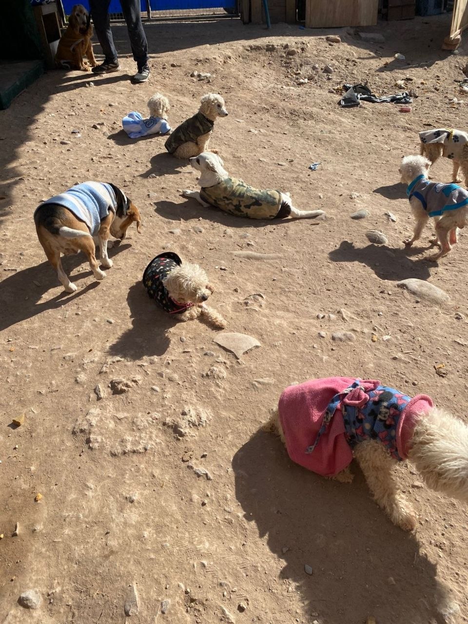 Ángeles de 4 Patas anunció que cerrará sus puertas por una deuda millonaria