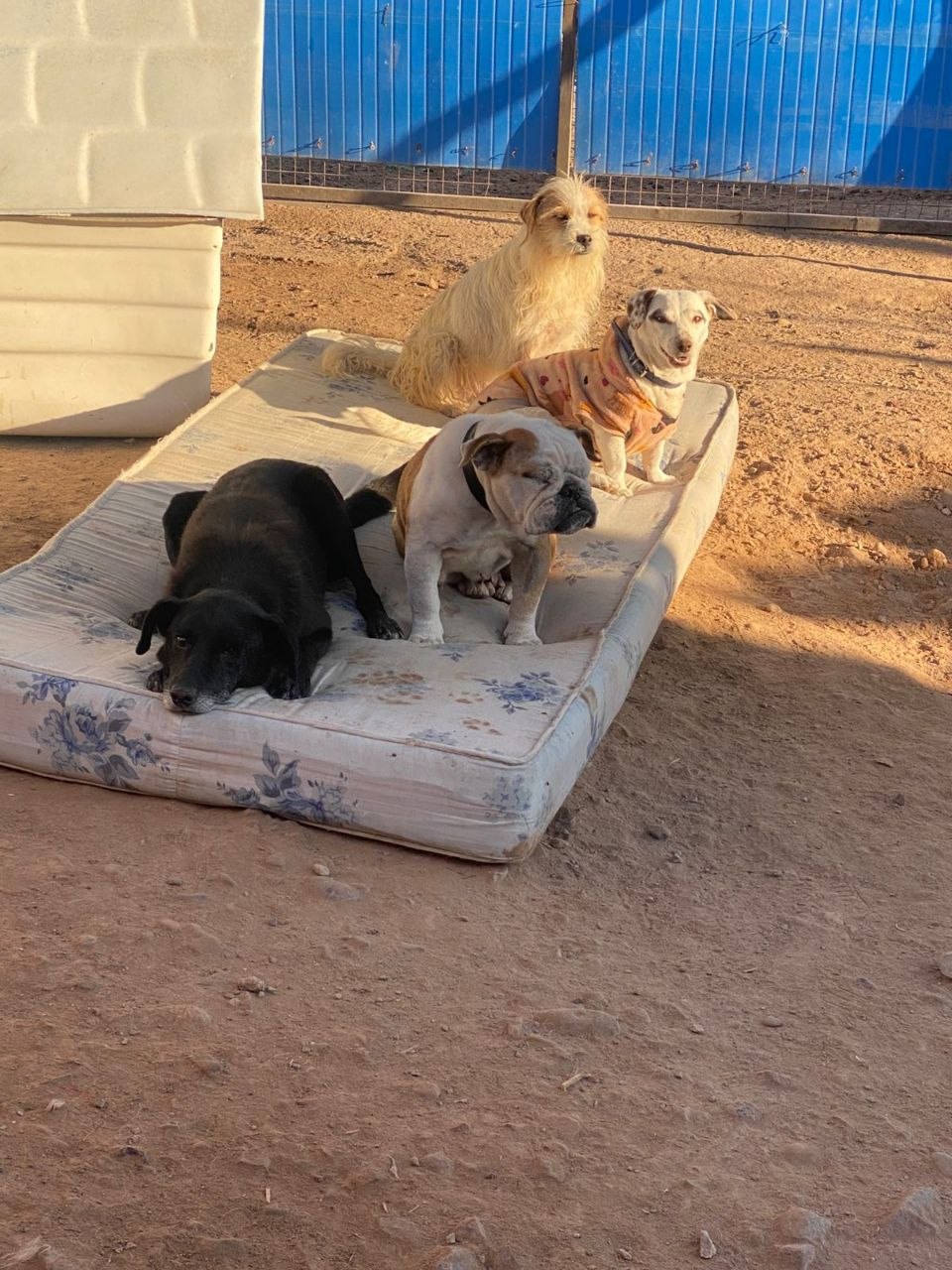 Ángeles de 4 Patas anunció que cerrará sus puertas por una deuda millonaria