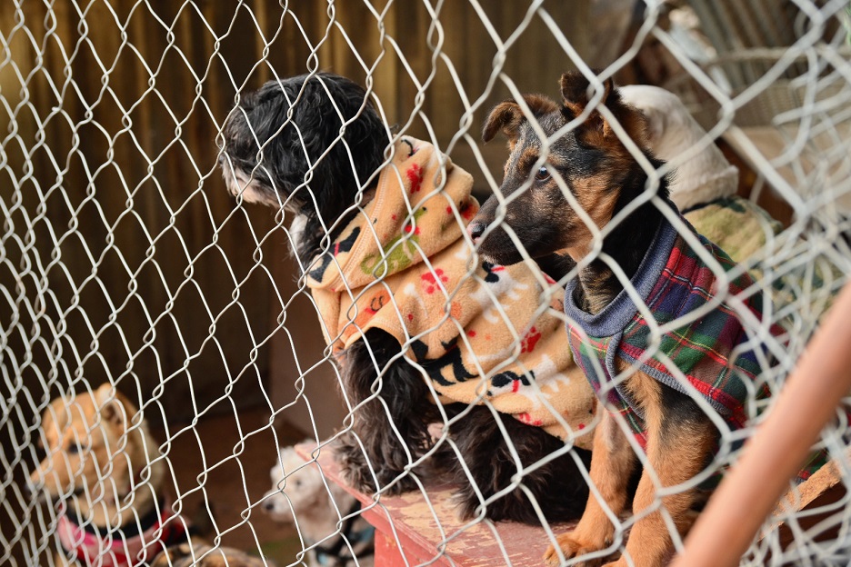 Godoy Cruz entregó 1.000 kilos de alimento al refugio Ángeles de cuatro patas
